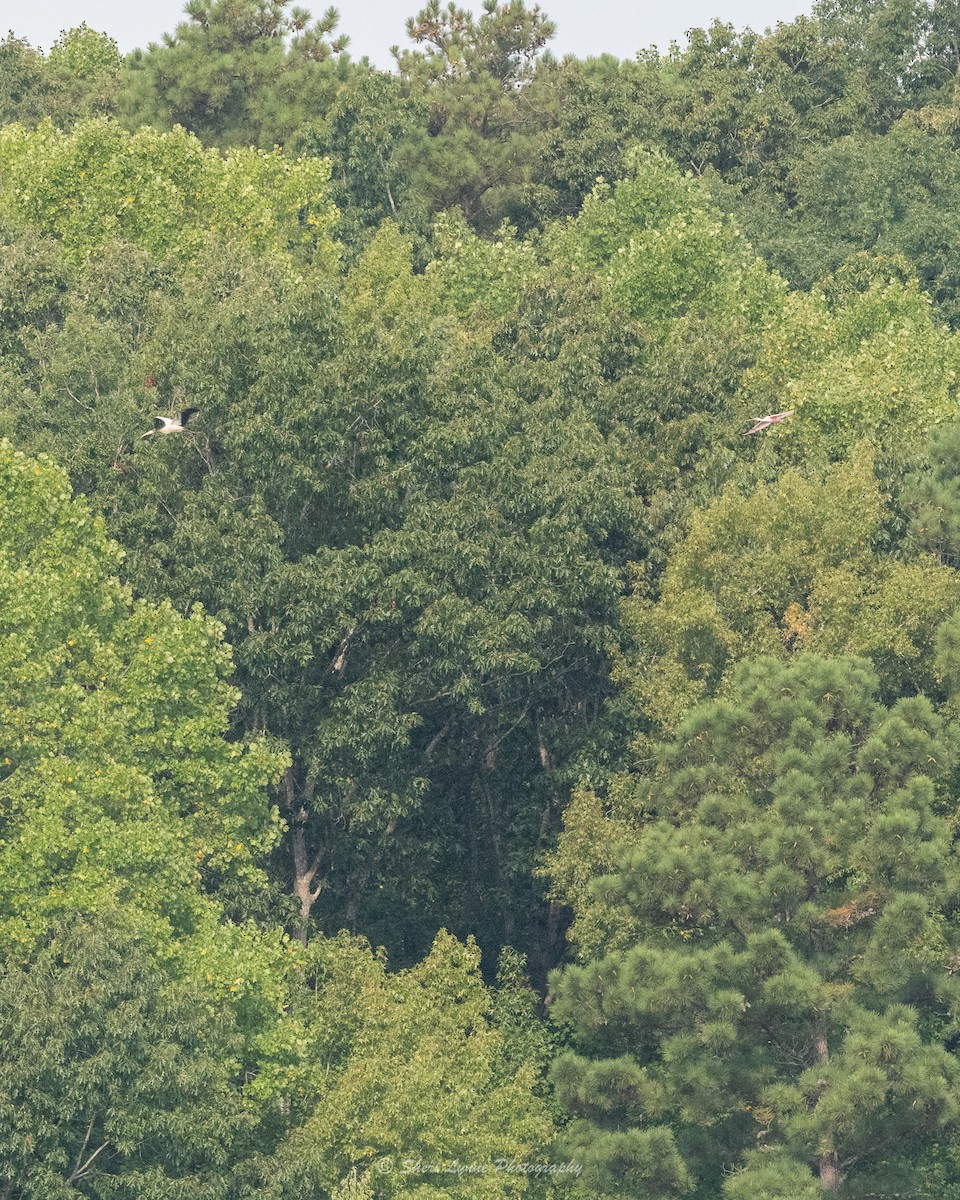 Wood Stork - ML481565361