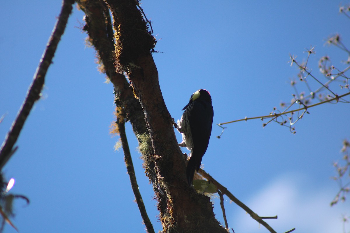 Acorn Woodpecker - ML481566141