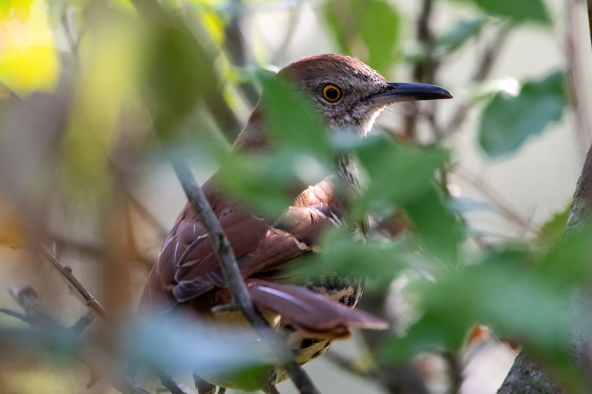 Brown Thrasher - ML481566851