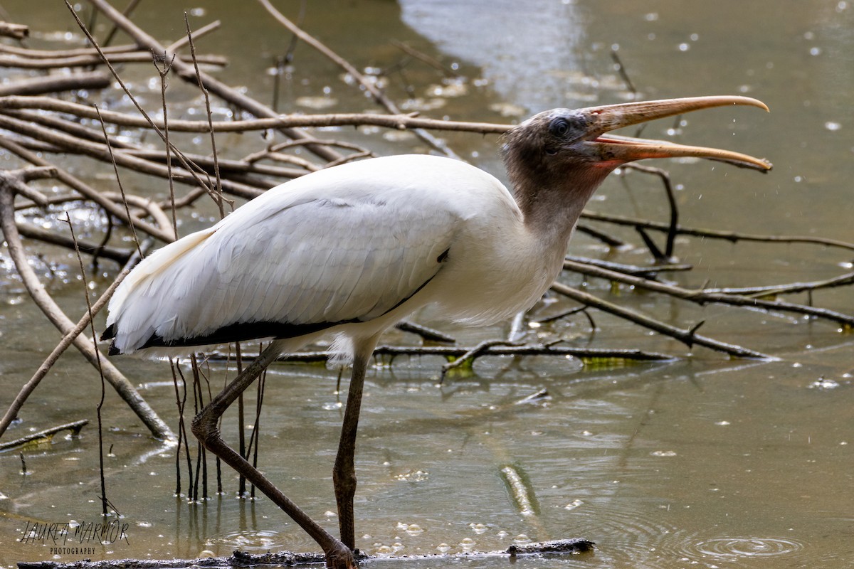 Wood Stork - ML481566871