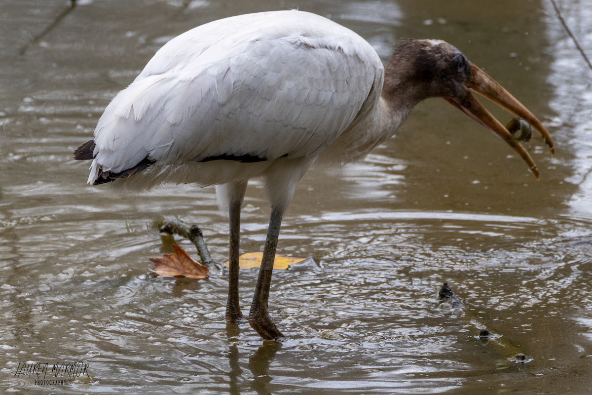 Wood Stork - ML481566881