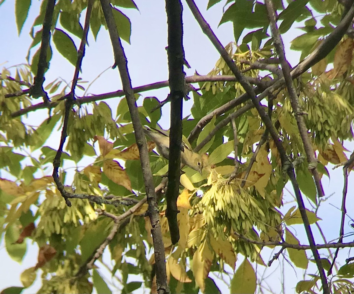 Bay-breasted Warbler - ML481567221