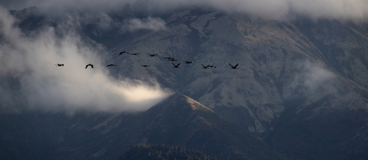 Sandhill Crane - Deanna Lavigueur