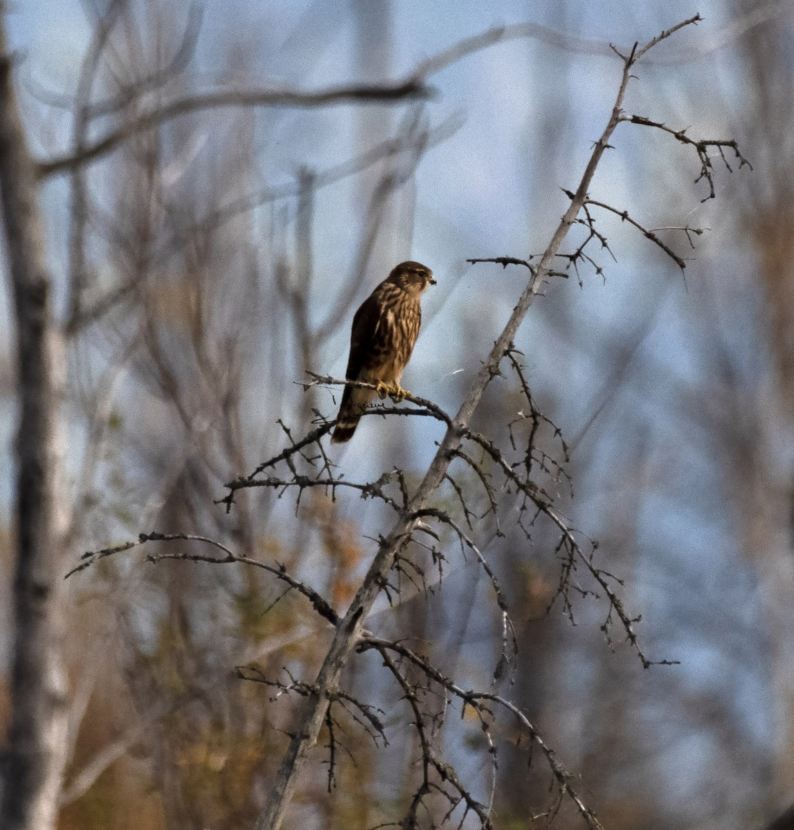 Merlin - ML481567381