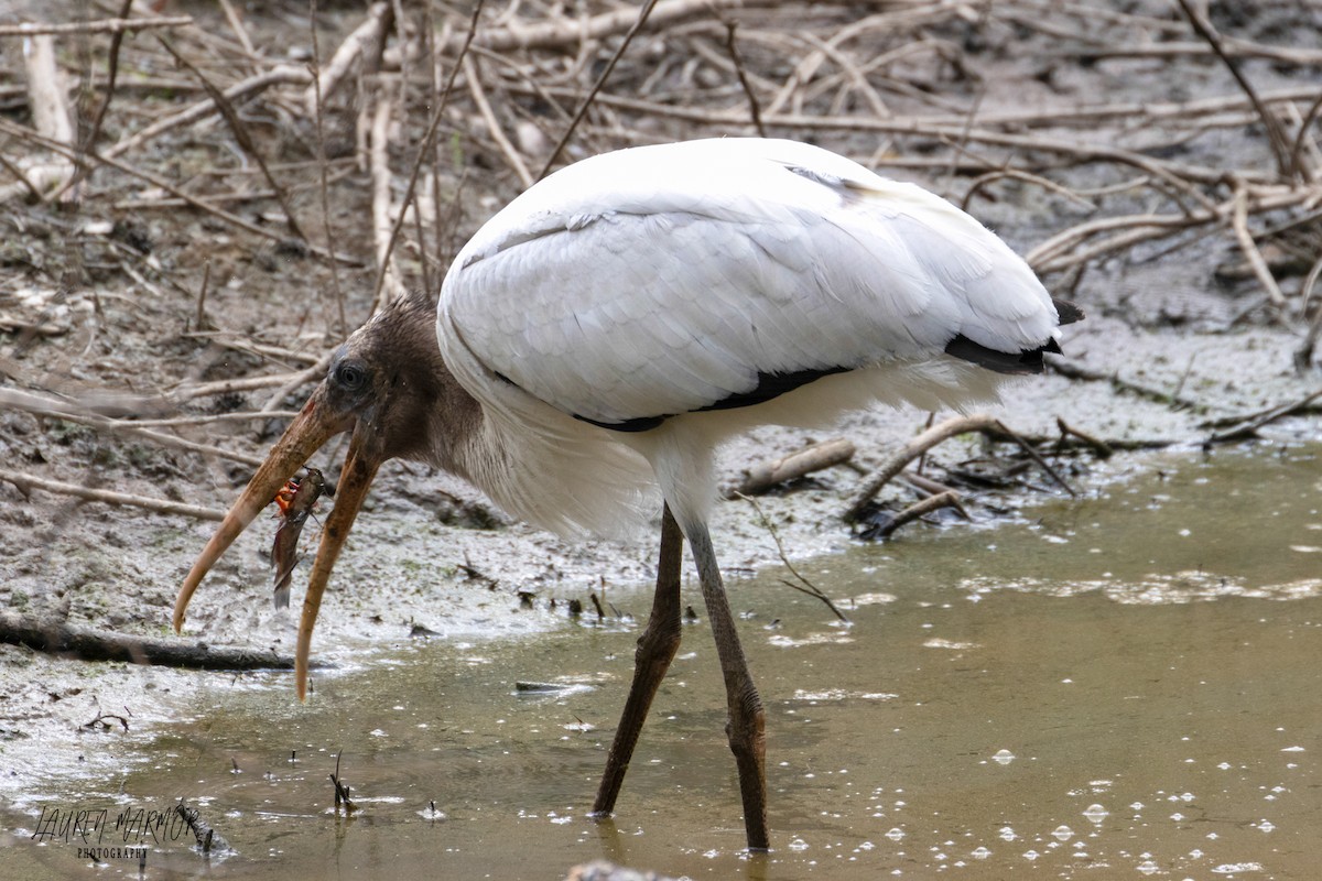 Wood Stork - ML481567421