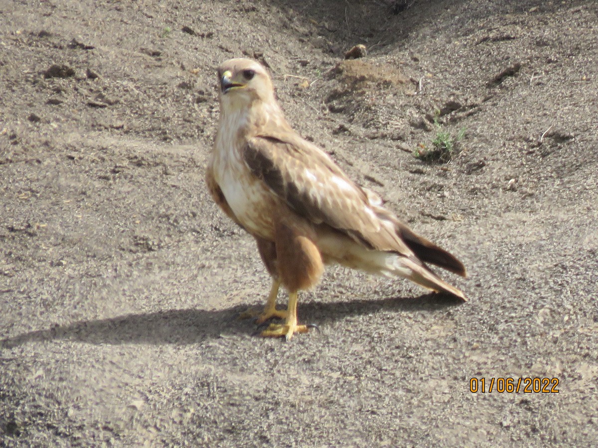 Long-legged Buzzard - ML481568351