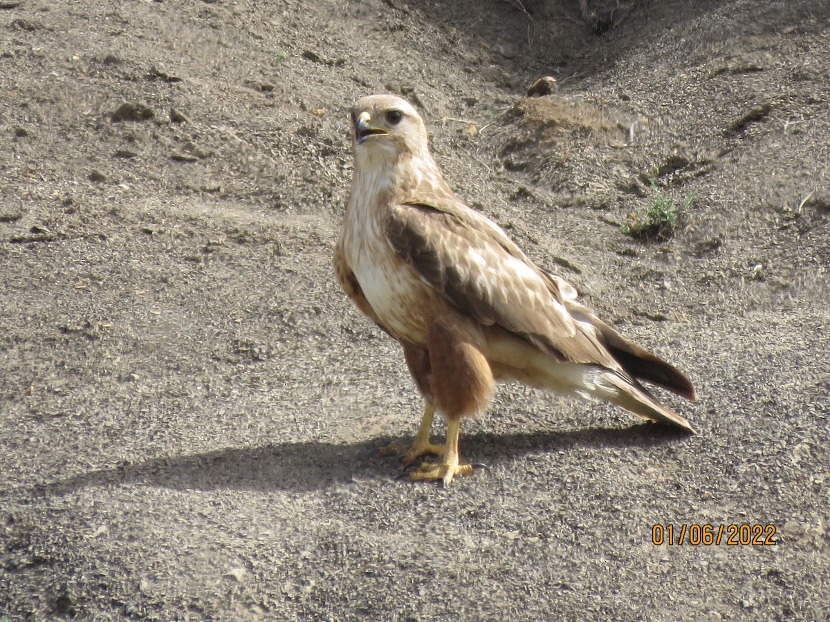 Long-legged Buzzard - ML481568371