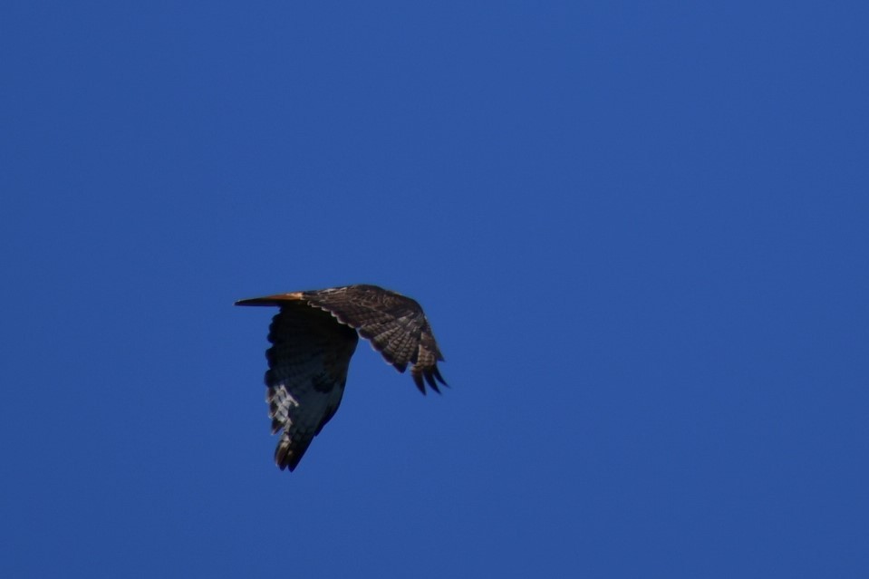 Red-tailed Hawk - ML481568571