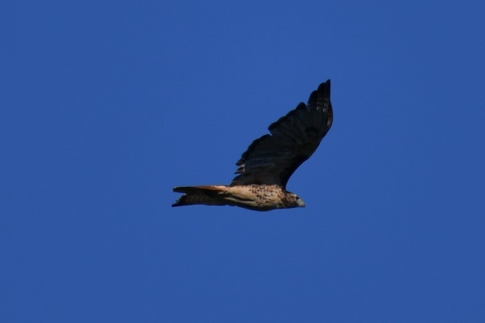 Red-tailed Hawk - ML481568581