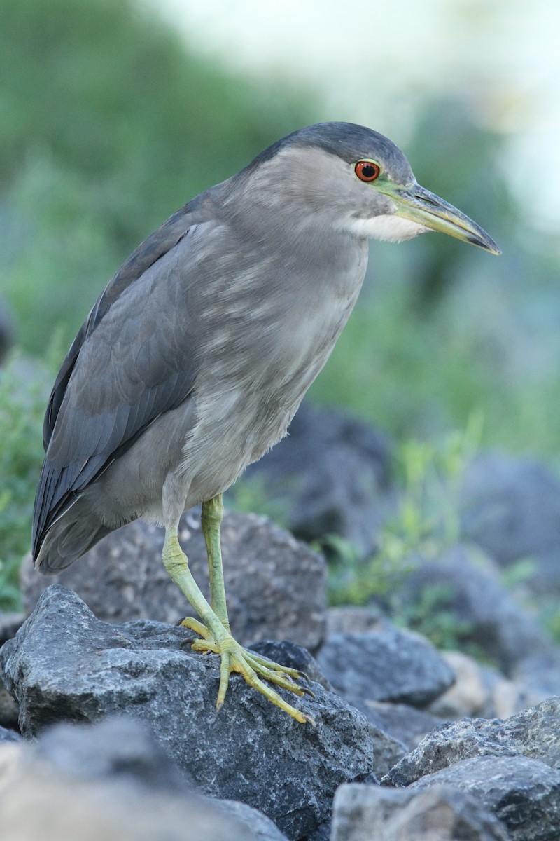 Black-crowned Night Heron - ML481568701