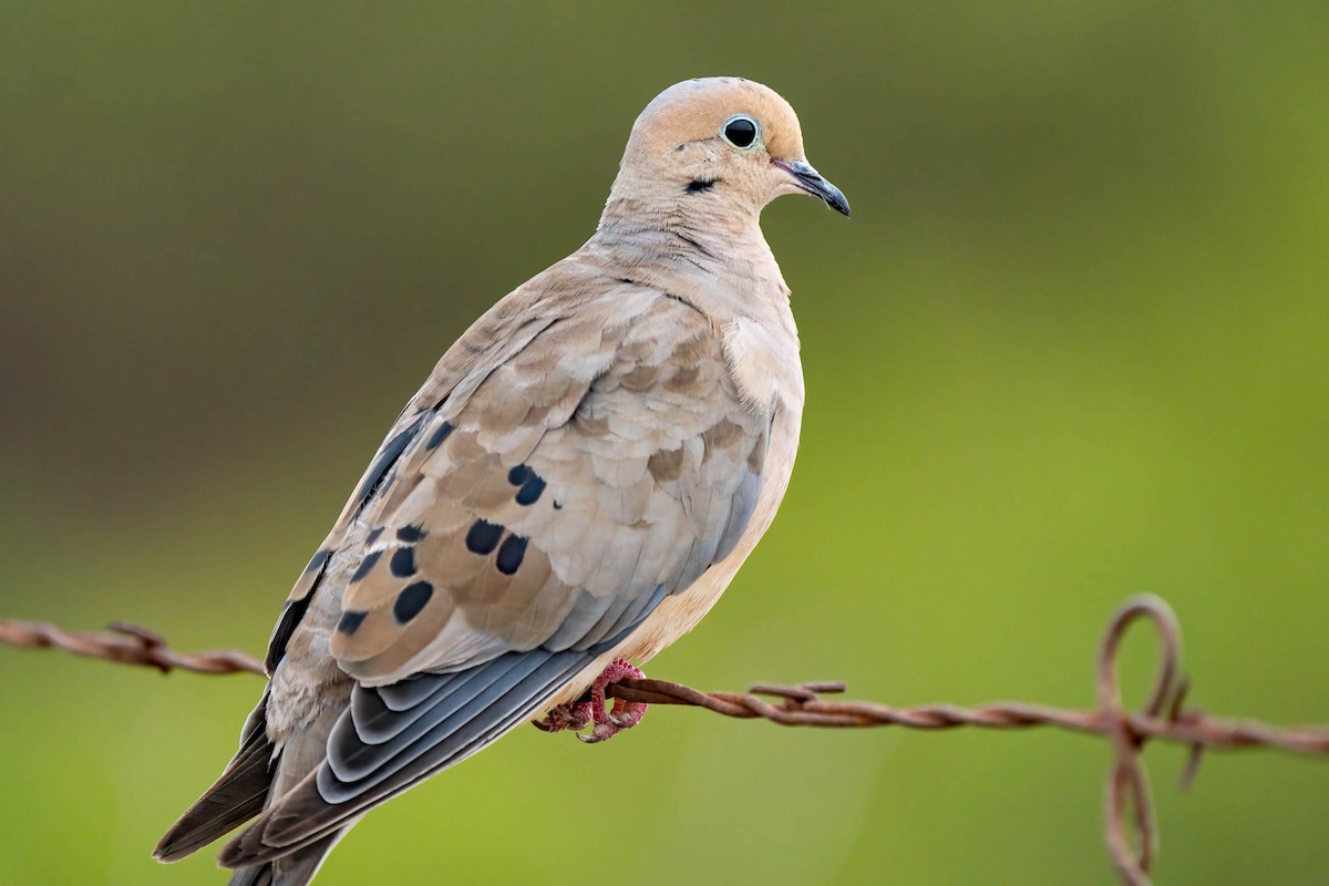 Mourning Dove - ML481568811