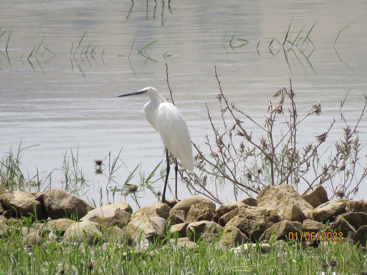 Little Egret - ML481569171