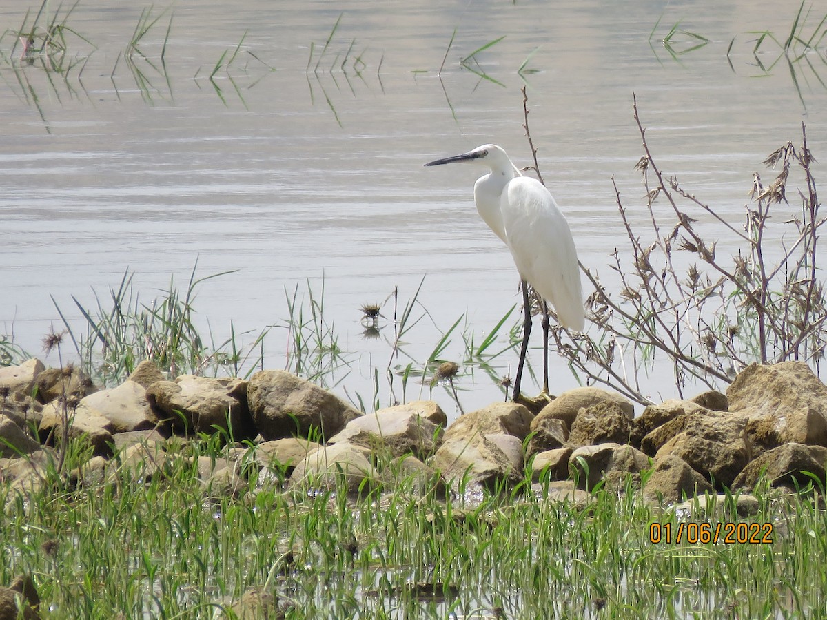 Little Egret - ML481569181