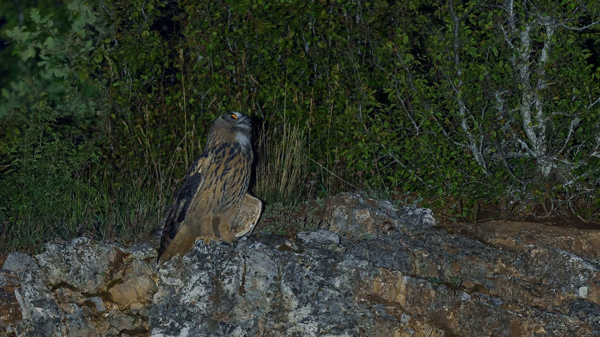 Eurasian Eagle-Owl - ML481569381