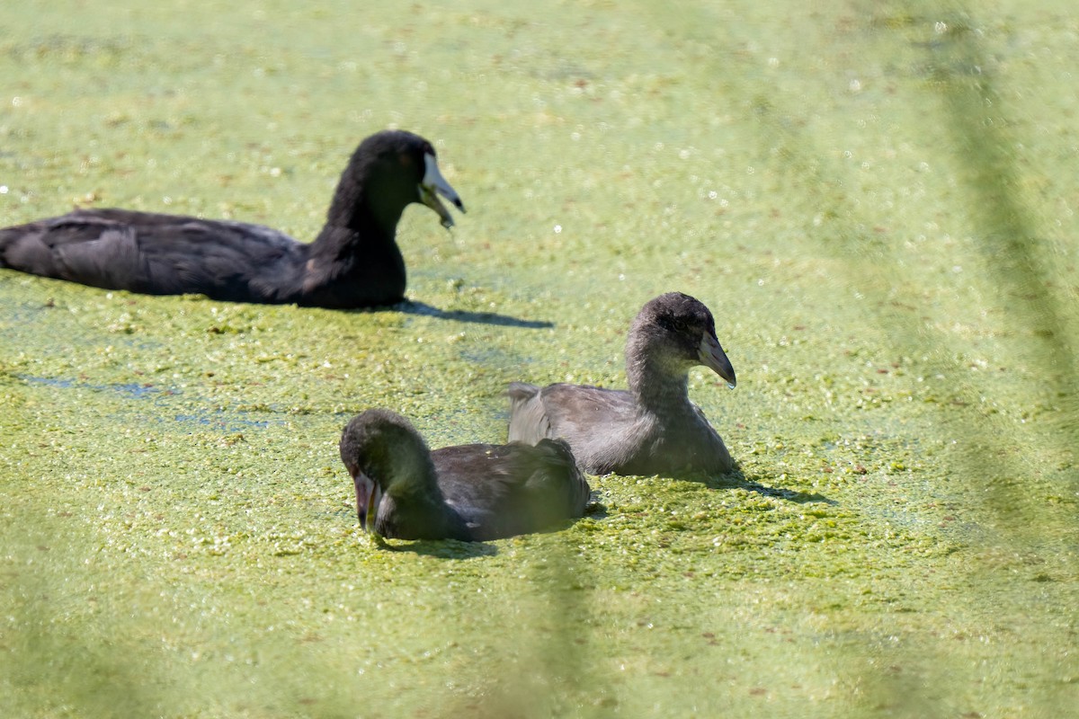 American Coot - Andrea C