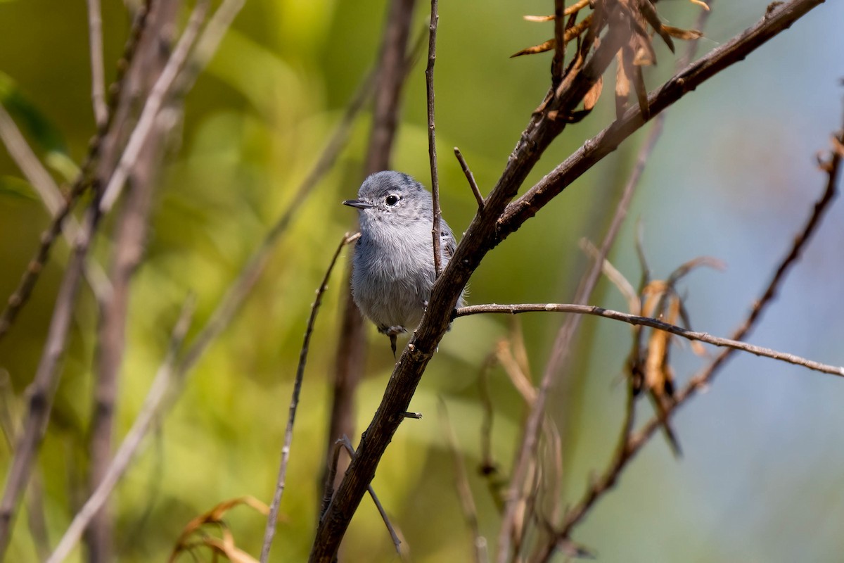 California Gnatcatcher - Andrea C