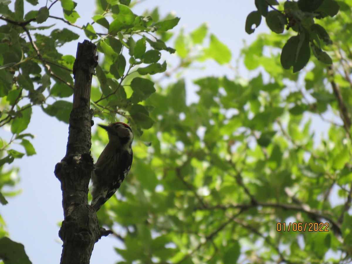 Lesser Spotted Woodpecker - Mark Aronson
