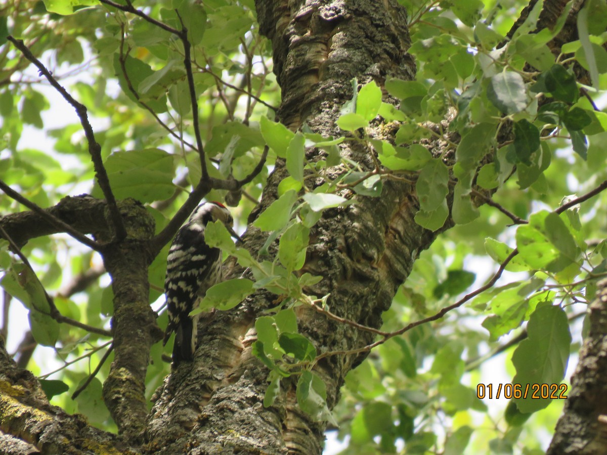 Lesser Spotted Woodpecker - Mark Aronson