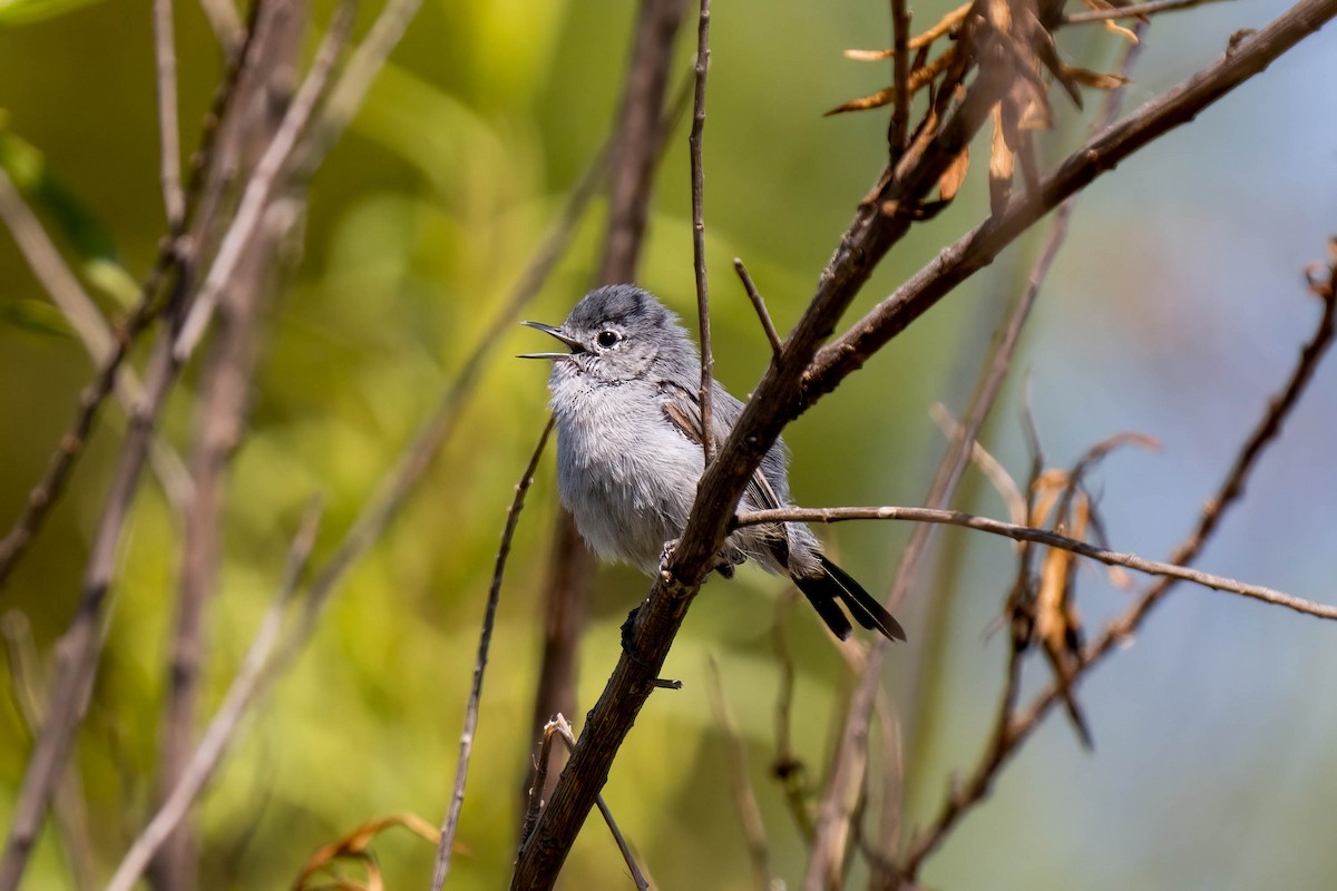 California Gnatcatcher - ML481569781