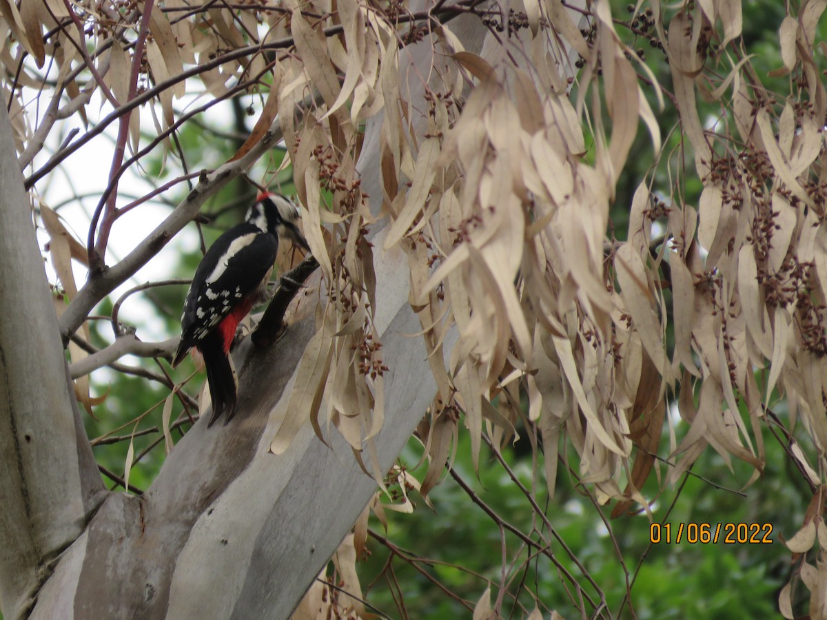 Great Spotted Woodpecker - Mark Aronson