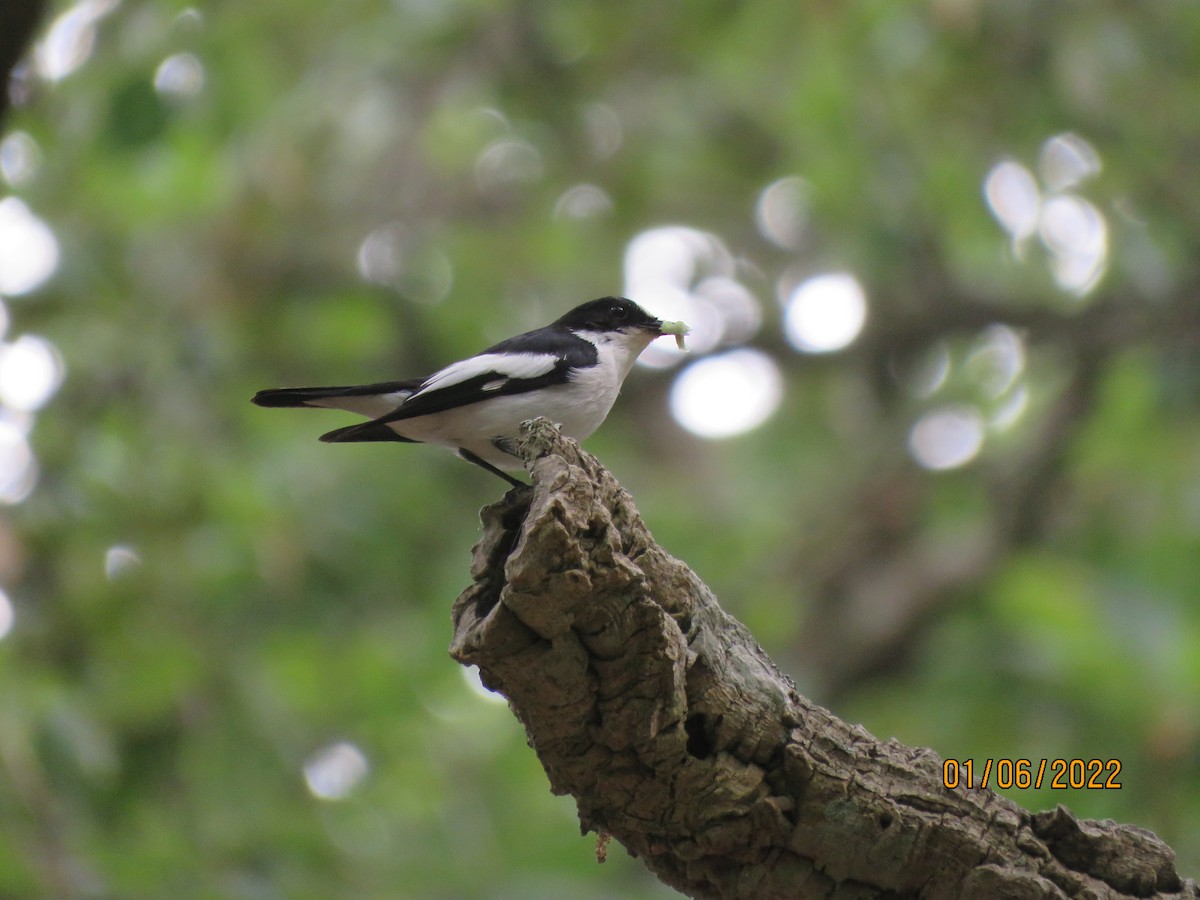 Gobemouche de l'Atlas - ML481570761