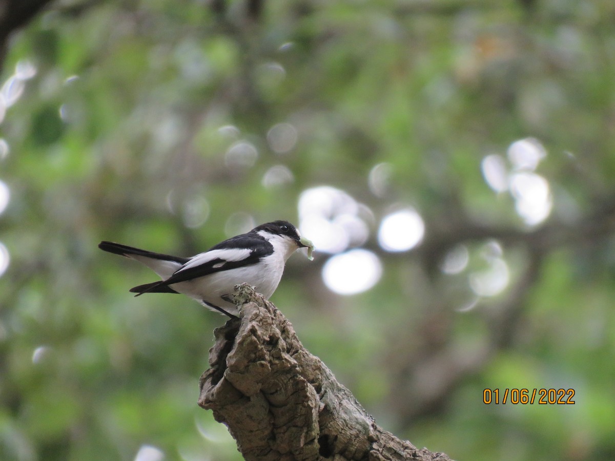 Atlas Flycatcher - ML481570771