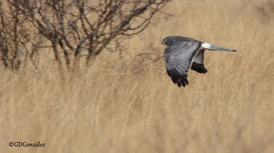 Cinereous Harrier - ML481570891