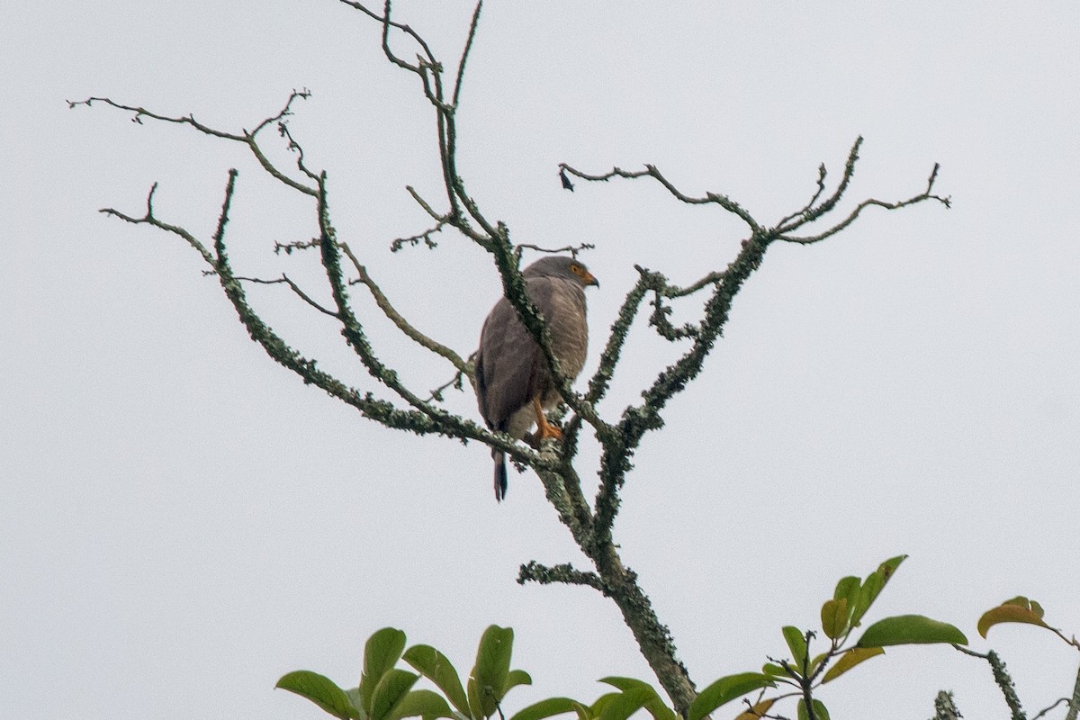 Roadside Hawk - Michal Lukaszewicz