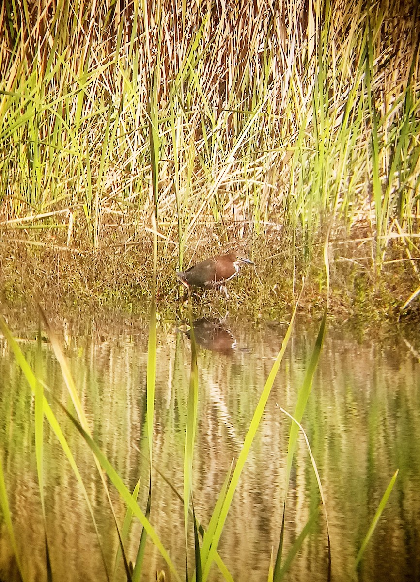 Rufescent Tiger-Heron - ML481571571