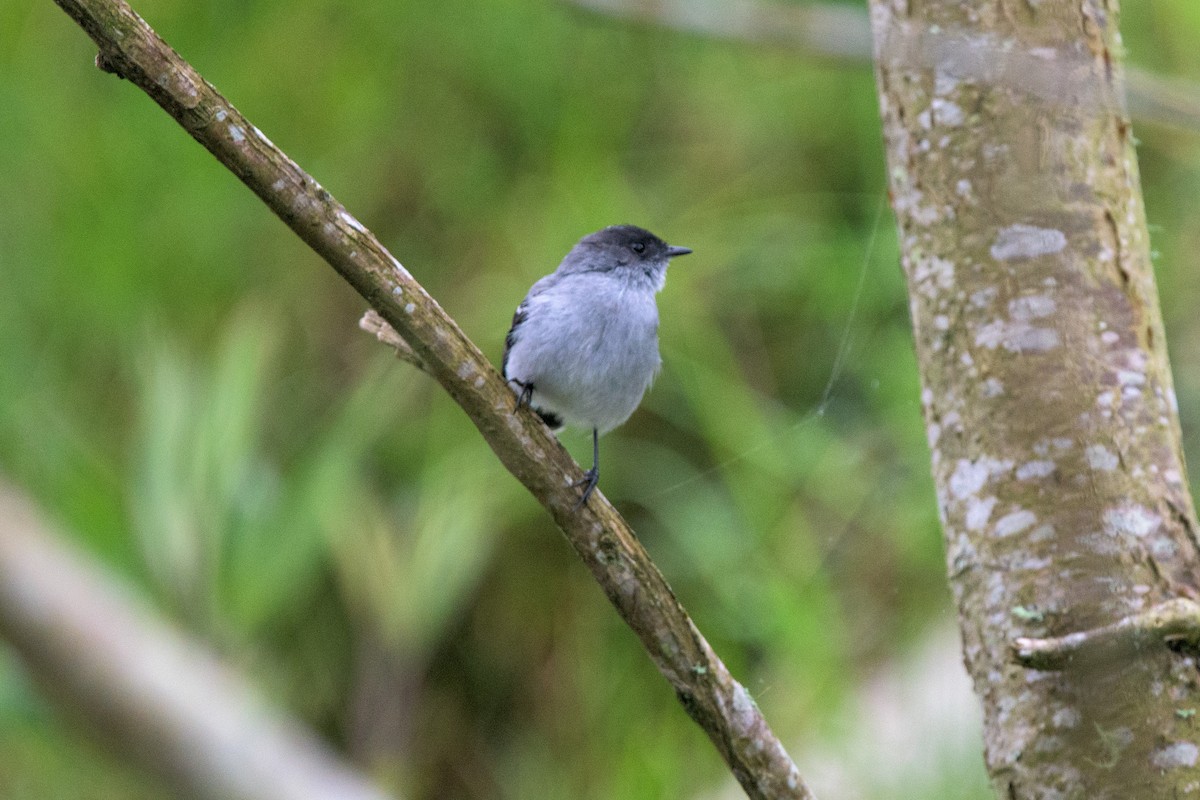 Torrent Tyrannulet - Michal Lukaszewicz