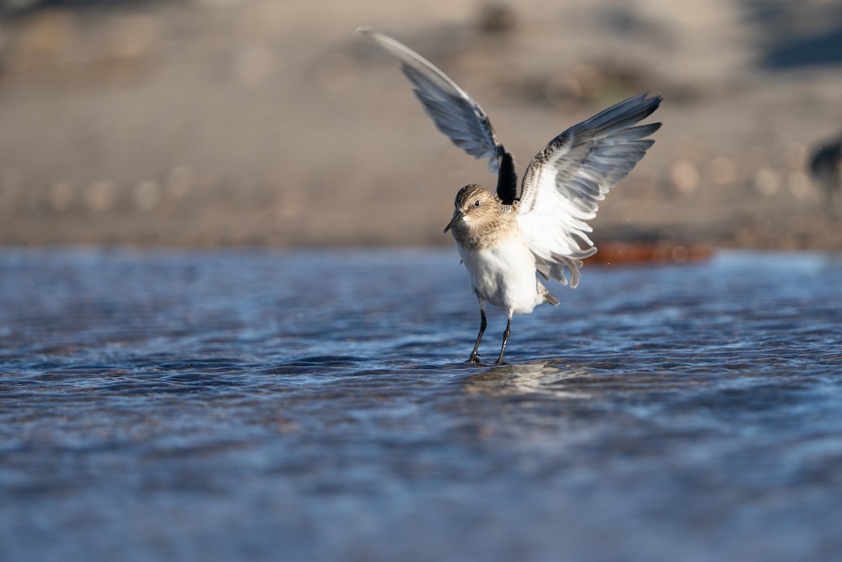 gulbrystsnipe - ML481572831