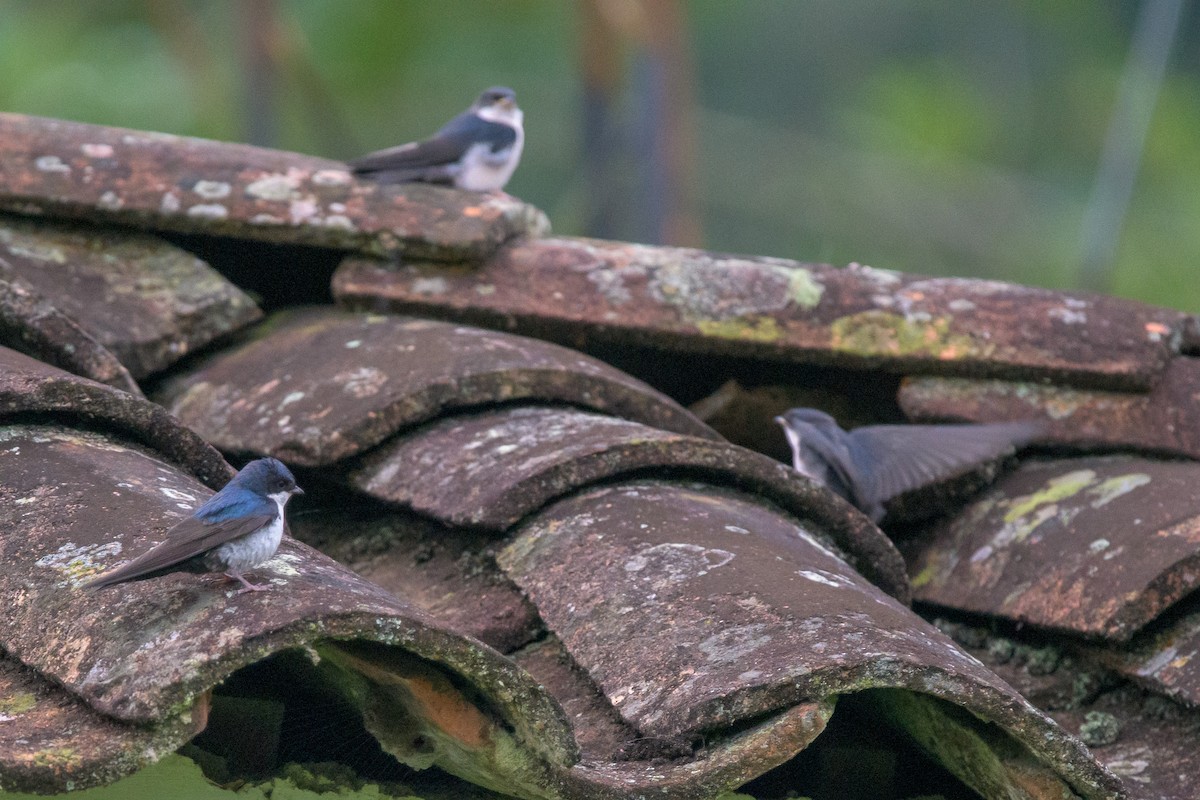 Blue-and-white Swallow - Michal Lukaszewicz