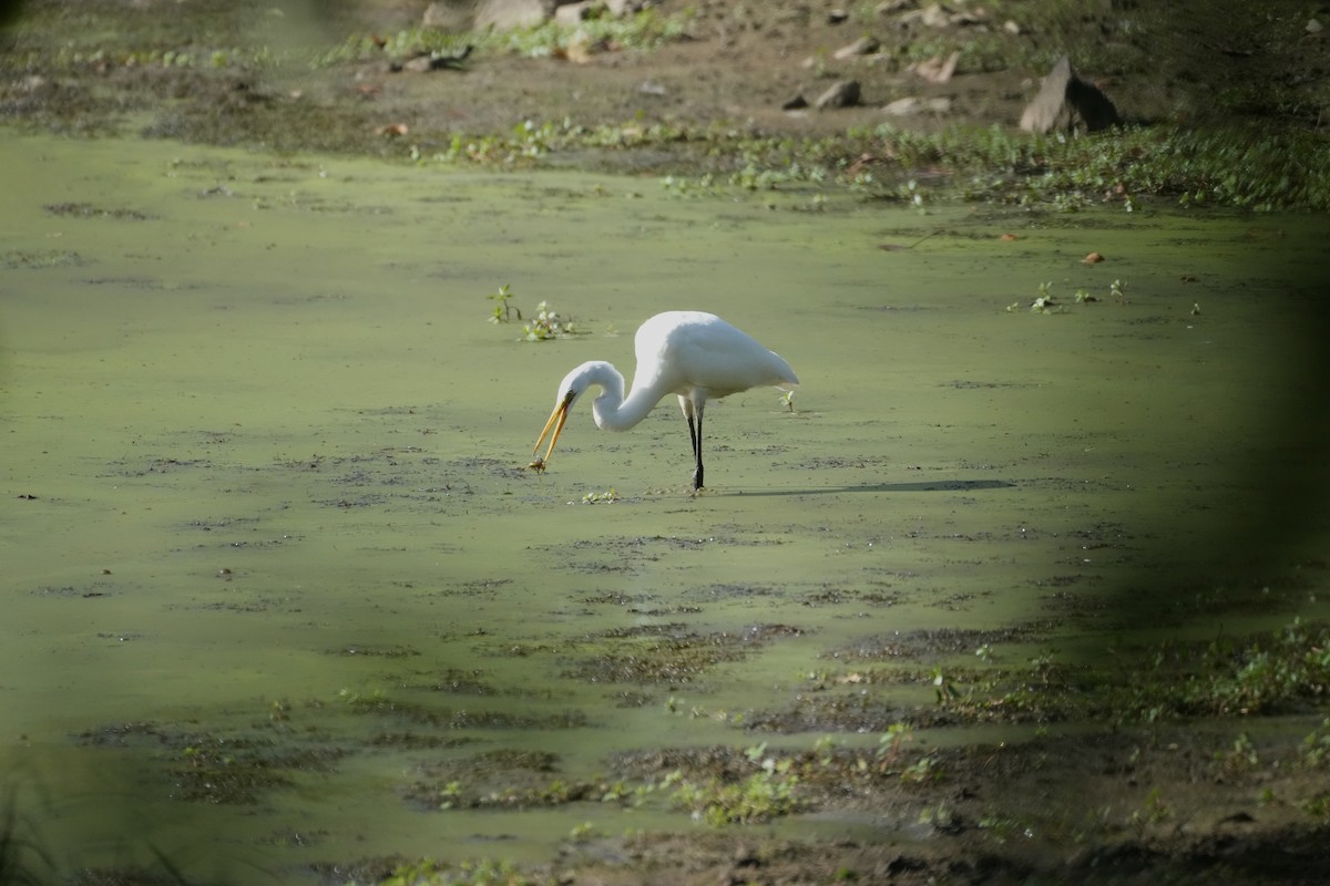 Great Egret - ML481573441