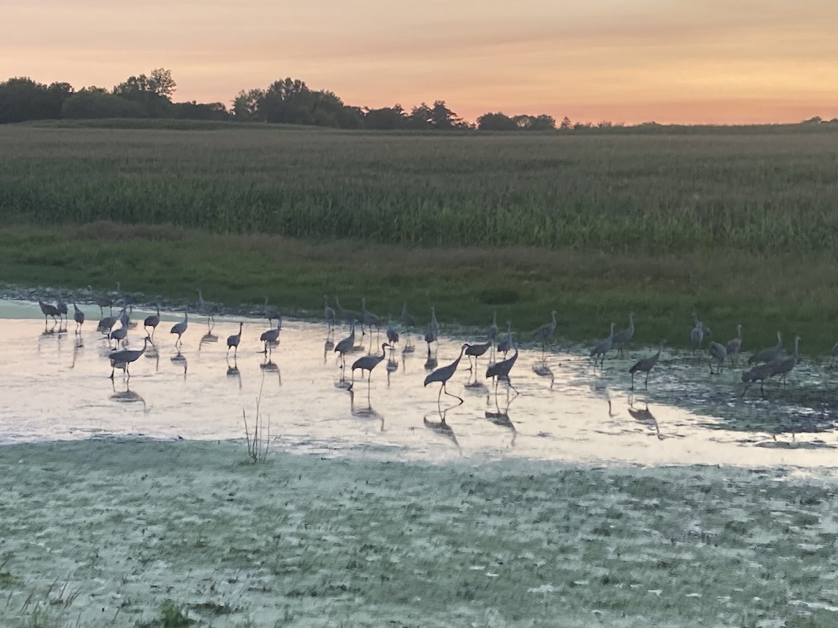 Sandhill Crane - ML481573591