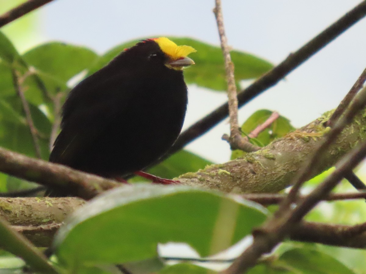 Manakin à ailes d'or - ML481573791