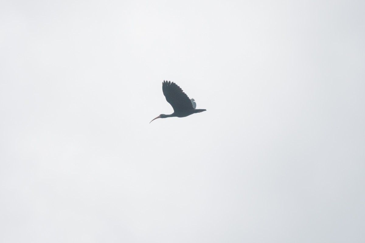 ibis tmavý - ML481573841