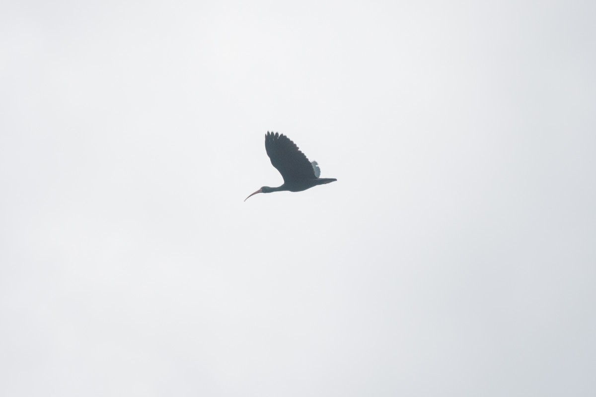 Bare-faced Ibis - ML481573841