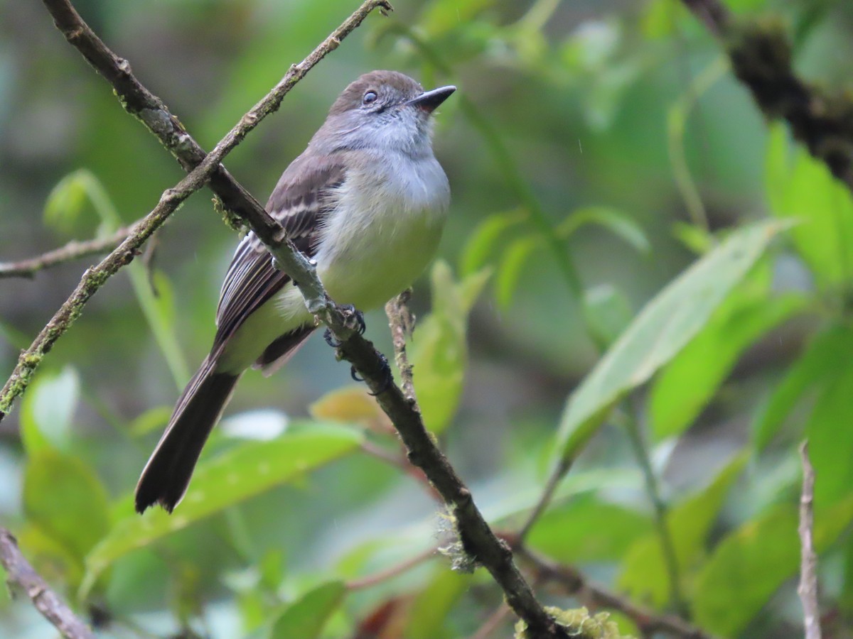 Pale-edged Flycatcher - ML481573961