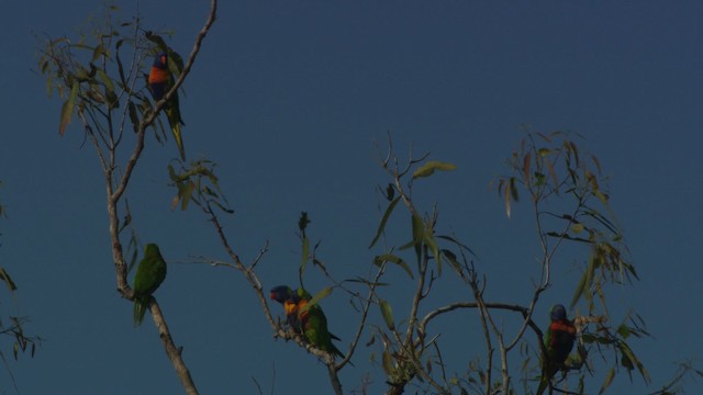 Rainbow Lorikeet - ML481574