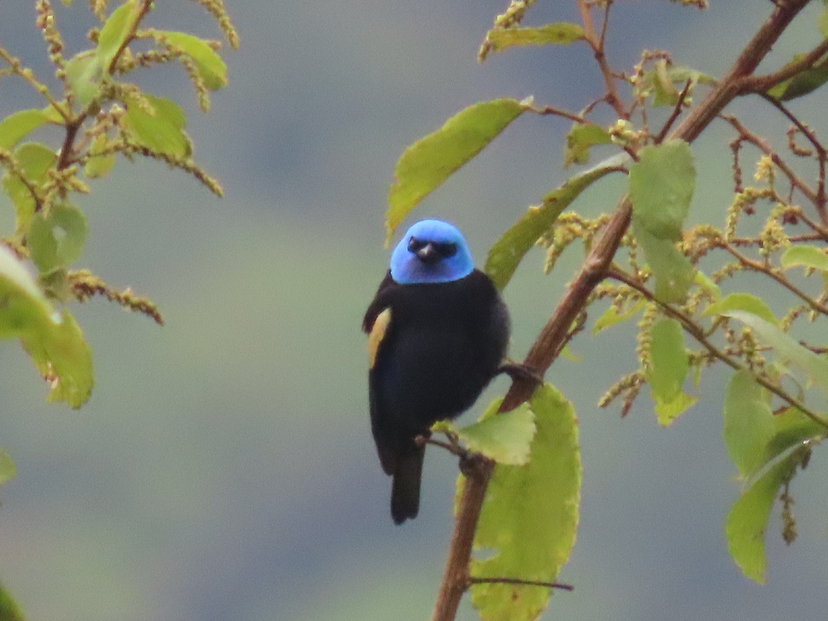 Blue-necked Tanager - ML481574031