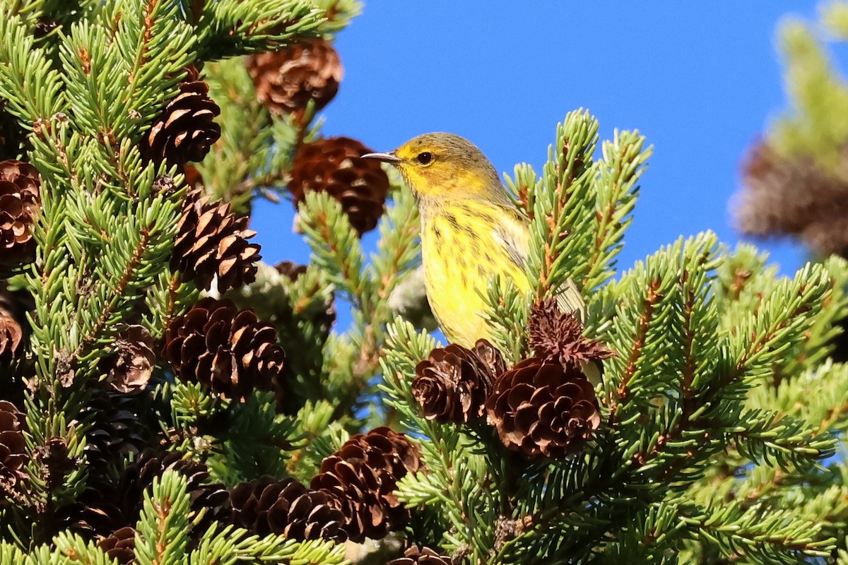 Cape May Warbler - ML481574041