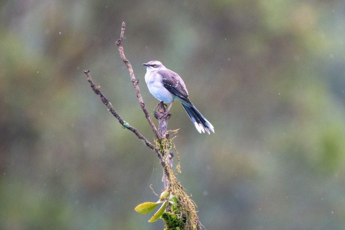 Tropical Mockingbird - ML481574801