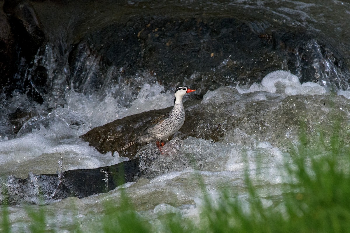 Torrent Duck - ML481575651