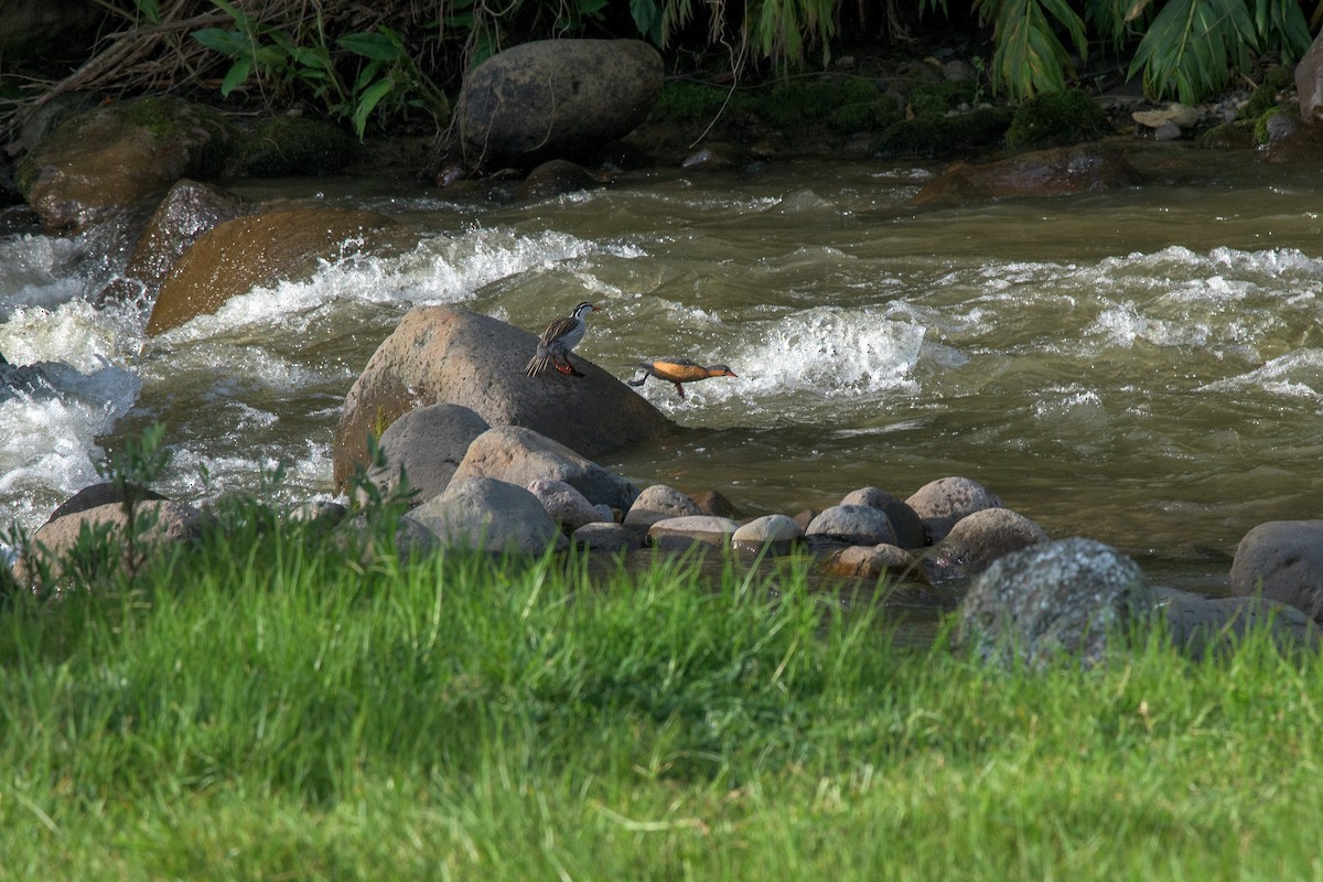 Torrent Duck - ML481575661