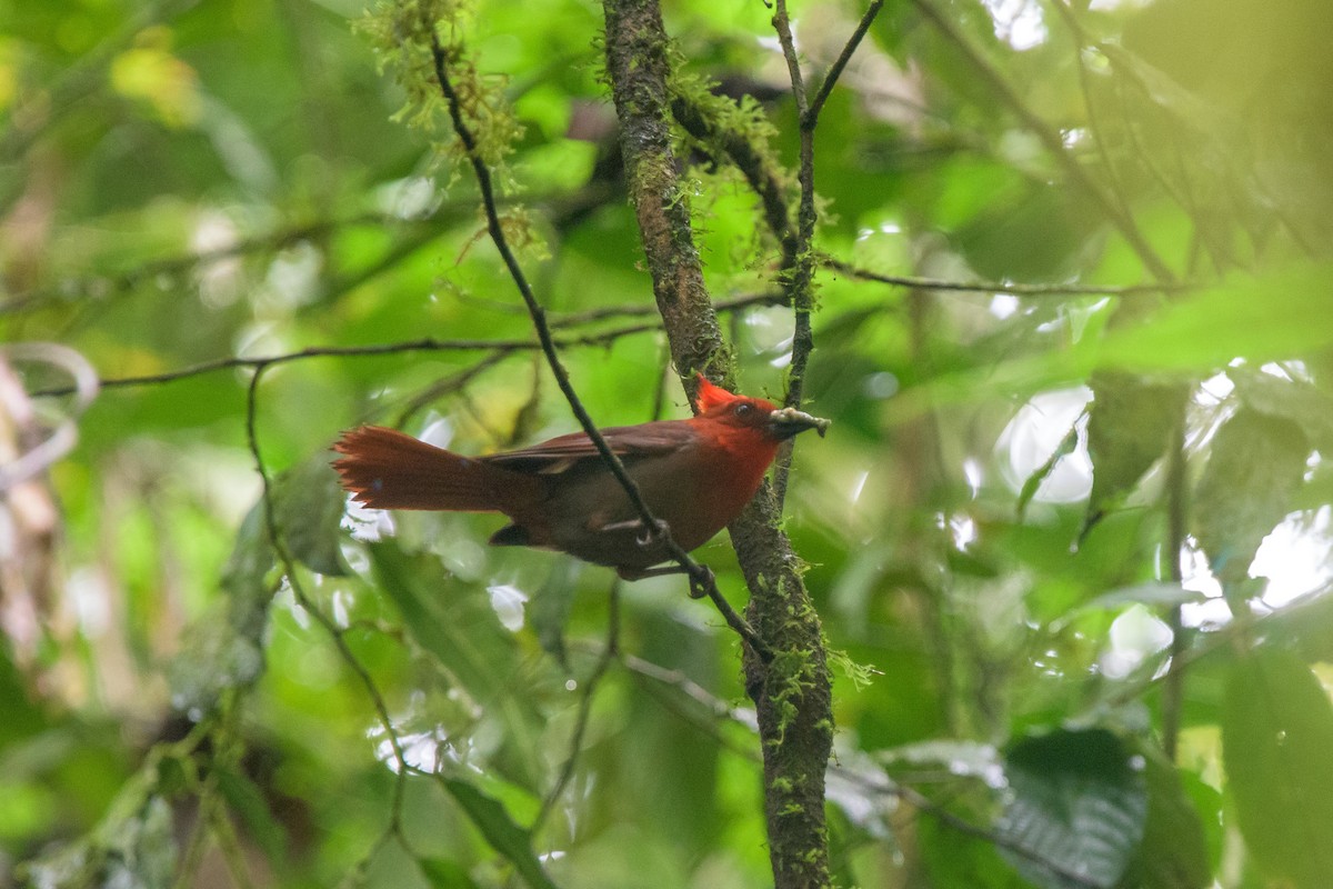 Crested Ant-Tanager - Michal Lukaszewicz