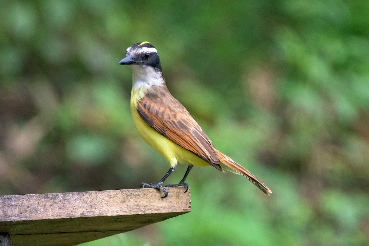 Great Kiskadee - Michal Lukaszewicz