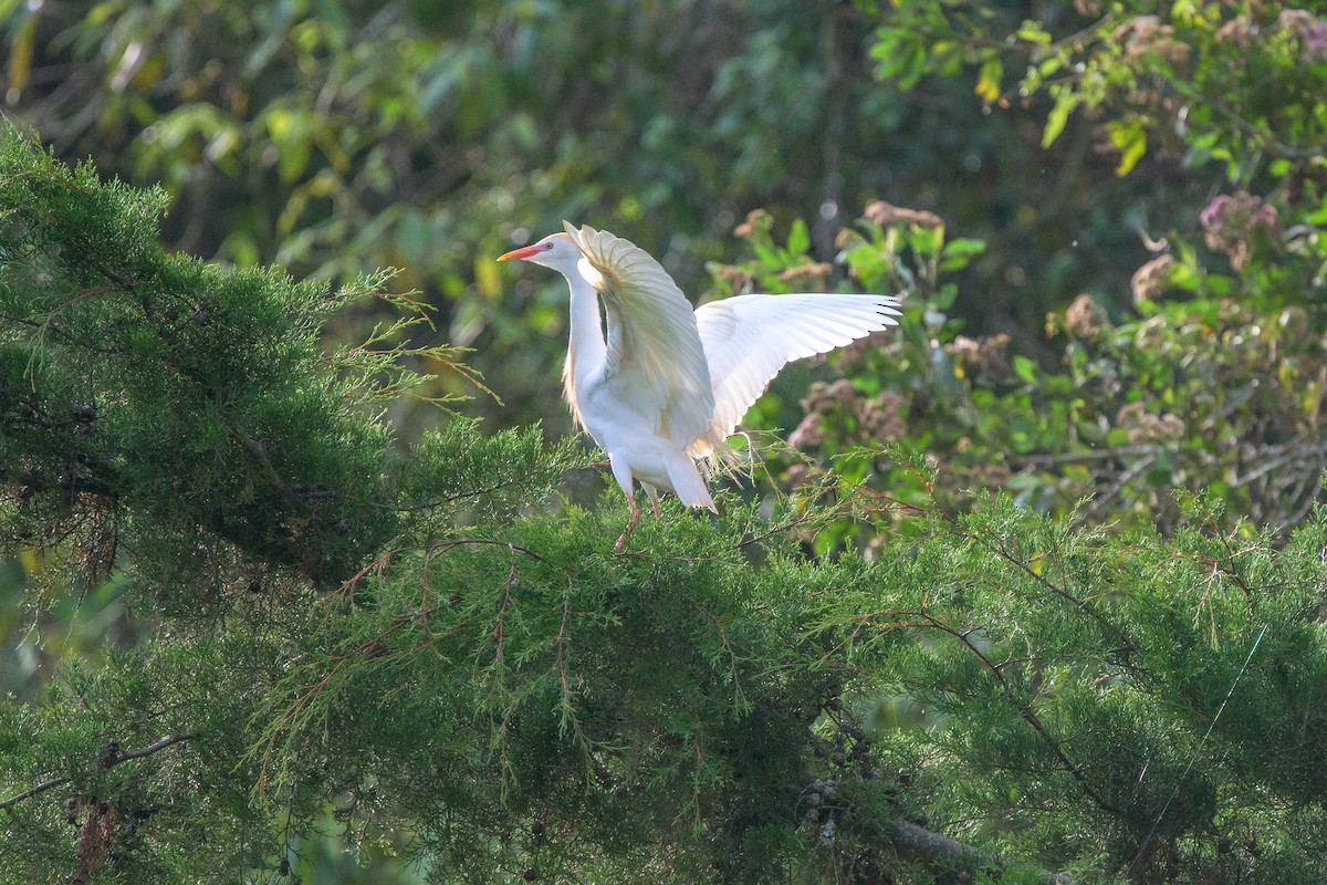 Western Cattle Egret - ML481579781