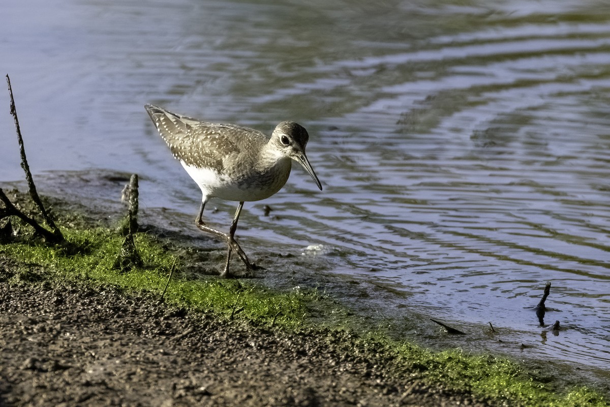 Solitary Sandpiper - ML481579811