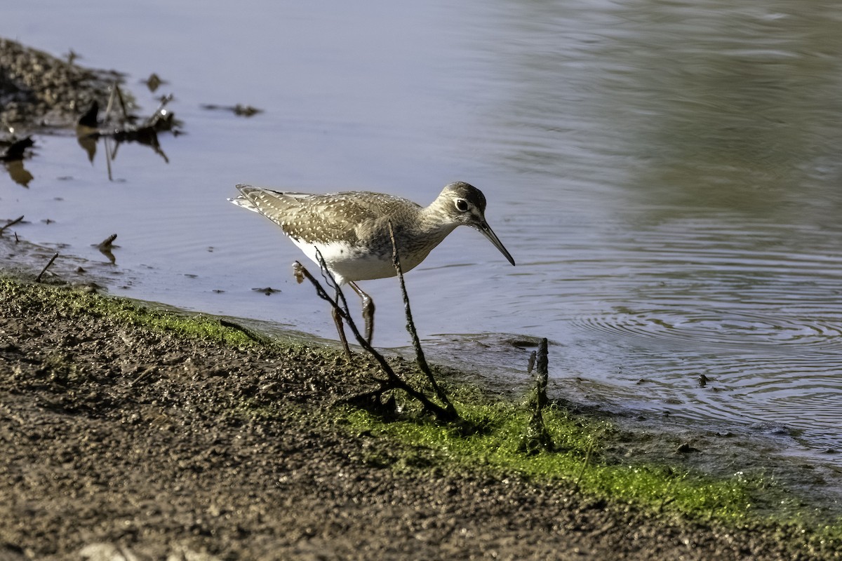 Solitary Sandpiper - ML481579821