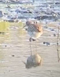 shorebird sp. - Avo Stilt